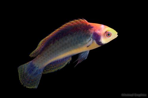 picture of Lubbock's Fairy Wrasse Med                                                                           Cirrhilabrus lubbocki