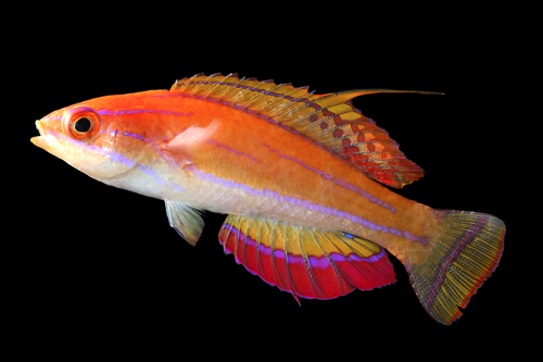 picture of McCosker's Fairy Wrasse Med                                                                          Paracheilinus mccoskeri