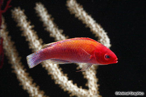 picture of Orange Back Fairy Wrasse Med                                                                         Cirrhilabrus aurantidoralis