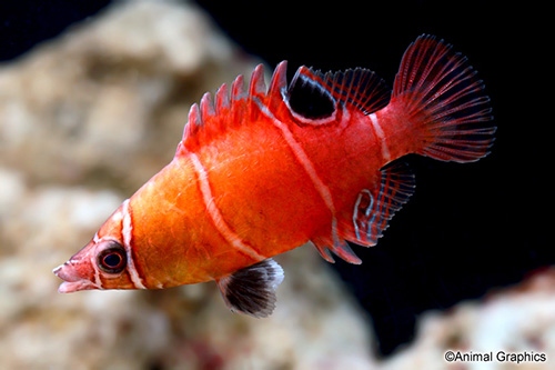 picture of Yellow Banded Possum Wrasse Med                                                                      Wetmorella nigropinnata