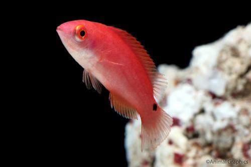 picture of Yellow Fin Flasher Wrasse Female Sml                                                                 Paracheilinus flavianalis