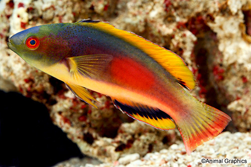 picture of Scott's Velvet Wrasse Australia Sml                                                                  Cirrhilabrus scottorum