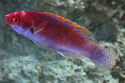 picture of Whip Fin Fairy Wrasse Male Sml                                                                       Cirrhilabrus filamentosus