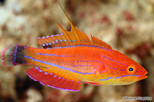 picture of Filament Fin Fairy Wrasse Male Sml                                                                   Paracheilinus filamentosus