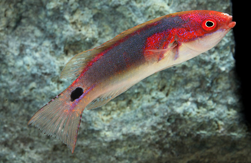 picture of Exquisite Fairy Wrasse Bali Med                                                                      Cirrhilabrus exquisitus