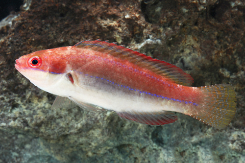 picture of Temminckii Fairy Wrasse Male Sml                                                                     Cirrhilabrus temmincki