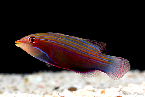 picture of Four Line Wrasse Hawaii Sml                                                                          Pseudocheilinus tetrataenia