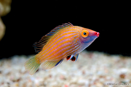 picture of Arrowhead Wrasse Bali Sml                                                                            Wetmorella nigropinnata