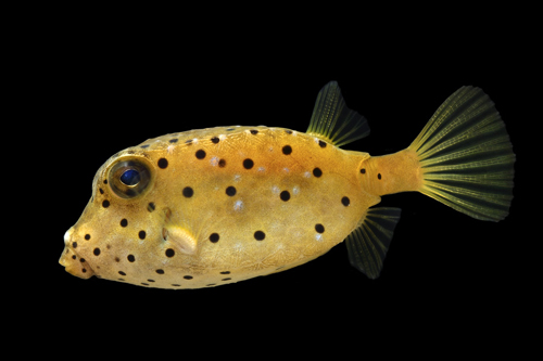 picture of Scrawled Cowfish Atlantic Lrg                                                                        Lactophrys quadricornis