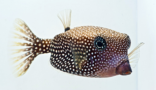 picture of Black Boxfish Sml                                                                                    Ostracion meleagris