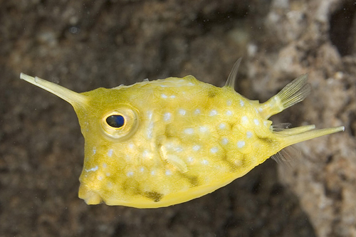 picture of Longhorn Cowfish Tny                                                                                 Lactoria cornuta