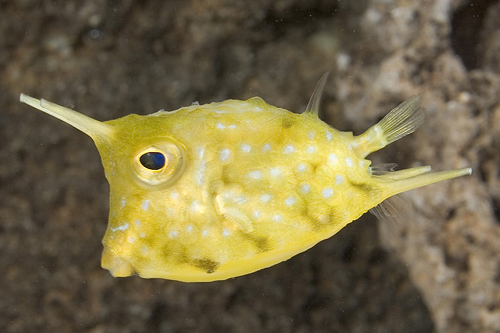 picture of Longhorn Cowfish Sml                                                                                 Lactoria cornuta