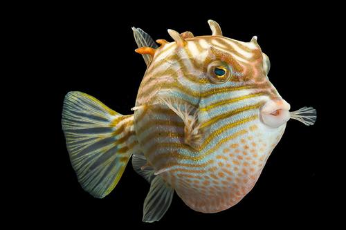 picture of Shaw's Cowfish Male Australia Sml                                                                    Aracana aurita