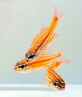 picture of Gold Stripe Cardinal Med                                                                             Ostorhinchus cyanosoma