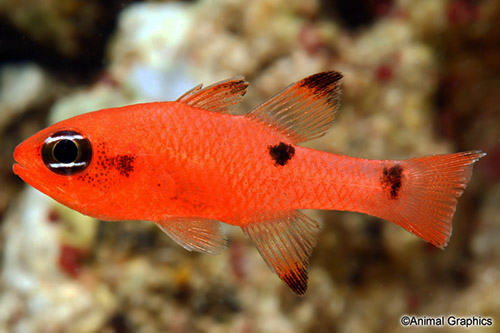 picture of Sawcheek Cardinal Lrg                                                                                Apogon quadrisquamatus