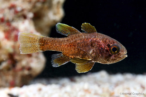 picture of Spotted Conch Cardinal Sml                                                                           Astrapogon stellatus