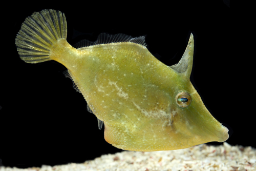 picture of Atlantic Filefish Med                                                                                Cantherhines macrocerus 