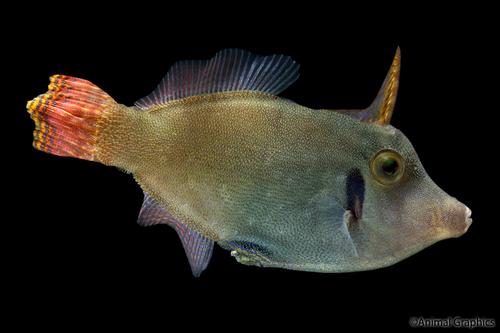 picture of Redtail Filefish Sml                                                                                 Pervagor janthinosoma