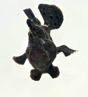 picture of Black Frogfish Tny                                                                                   Antennarius commersonii