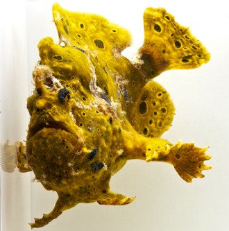 picture of Assorted Ordinary Frogfish Sml                                                                       Antennarius spp.