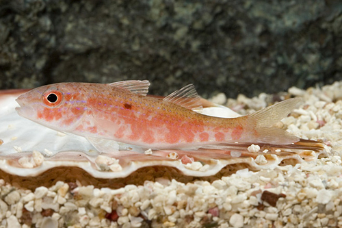 picture of Assorted Goatfish Bali Sml                                                                           Upeneus tragula