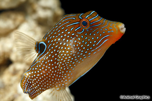 picture of Bennett's Puffer Med                                                                                 Canthigaster bennetti