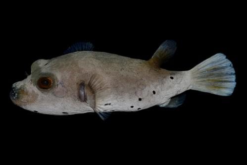 picture of Dogface Puffer Med                                                                                   Arothron nigropunctatus