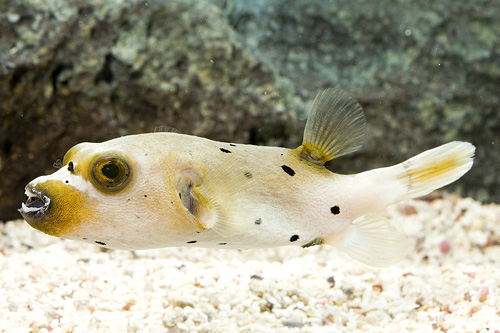 picture of Dogface Puffer Lrg                                                                                   Arothron nigropunctatus