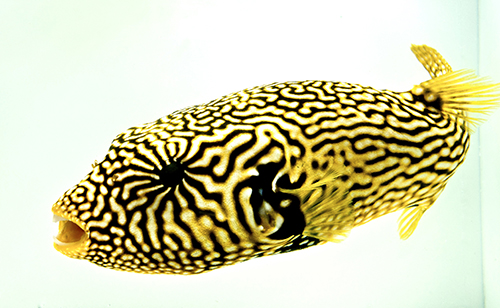 picture of Mappa Puffer Lrg                                                                                     Arothron mappa