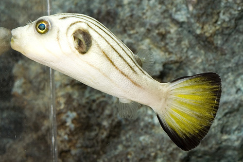 picture of Stars & Stripes Puffer Sml                                                                           Arothron hispidus