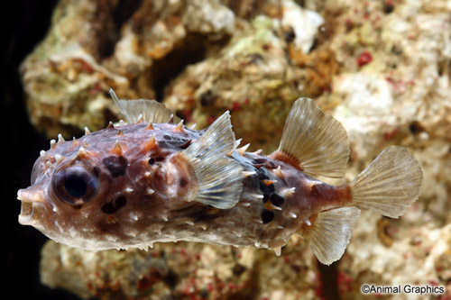 picture of Porcupine Puffer Pacific Sml                                                                         Diodon holacanthus