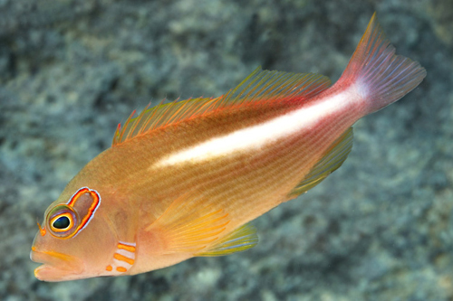 picture of Arc Eye Hawkfish Hawaii Lrg                                                                          Paracirrhites arcatus