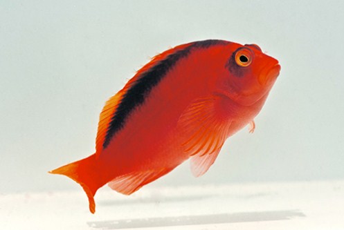 picture of Flame Hawkfish Sml                                                                                   Neocirrhites armatus