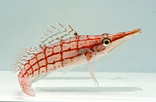 picture of Longnose Hawkfish Sml                                                                                Oxycirrhites typus