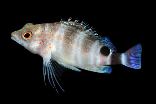 picture of Red Stripe Hawkfish Hawaii Lrg                                                                       Amblycirrhitus pinos