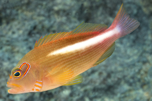 picture of Arc Eye Hawkfish Sml                                                                                 Paracirrhites arcatus