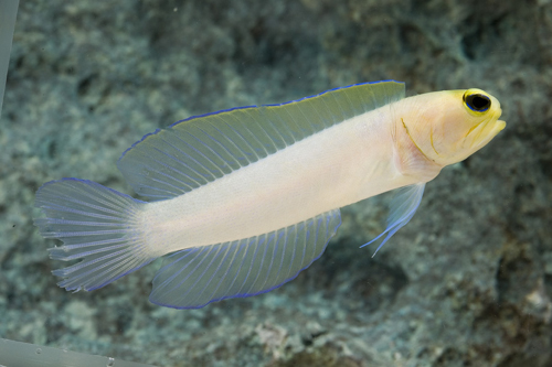 picture of Yellow Head Jawfish Med                                                                              Opistognathus aurifrons