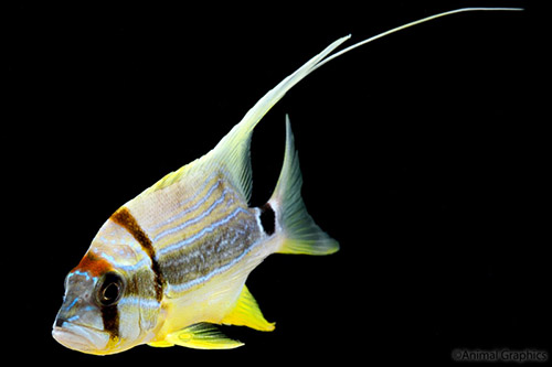 picture of Blue & Gold Highfin Snapper Sml                                                                      Symphorichthys spilurus