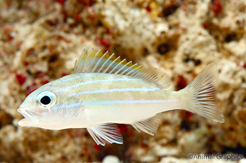 picture of Blue Stripe Snapper Sml                                                                              Lutjanus kasmira