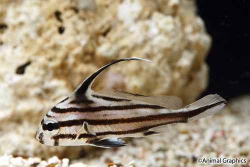 picture of High Hat Sml                                                                                         Equetus acuminatus