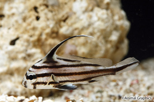 picture of High Hat Med                                                                                         Equetus acuminatus