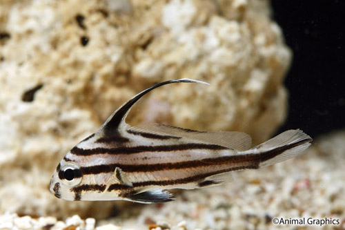 picture of High Hat Lrg                                                                                         Equetus acuminatus