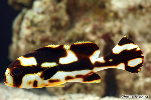 picture of Oriental Sweetlips Med                                                                               Plectorhinchus orientalis