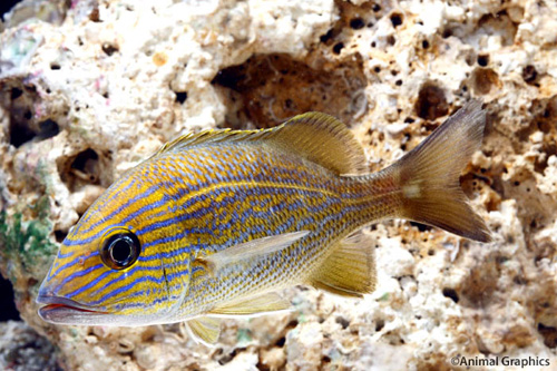 picture of Blue Striped Grunt Med                                                                               Haemalon sciurus