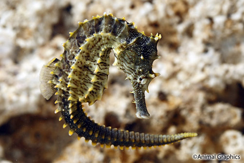 picture of Atlantic Seahorse Sml                                                                                Hippocampus erectus