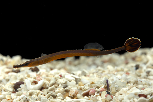 picture of Japanese Blue Stripe Pipefish Med                                                                    Doryrhamphus excisus