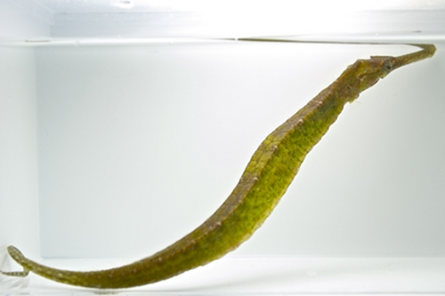 picture of Alligator Pipefish Med                                                                               Syngnathoides biaculeatus