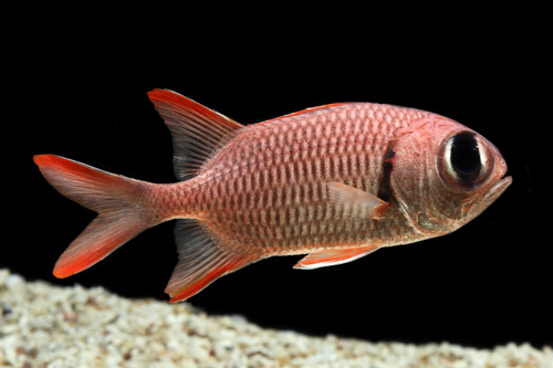 picture of Red Hawaiian Squirrelfish Med                                                                        Myripristis vittata