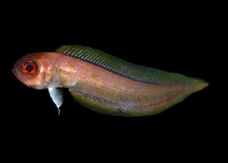 picture of Golden Bandfish I/O Med                                                                              Acanthocepola indica