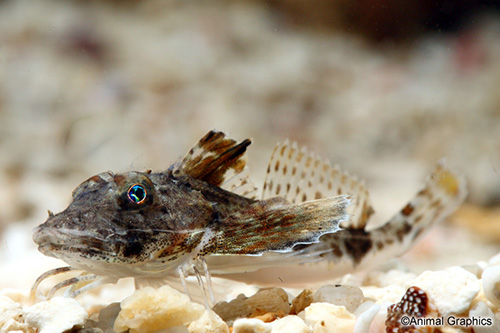 picture of Sea Robin Tny                                                                                        Peristedion sp.